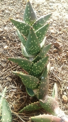 Aloe distans
