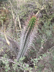 Borzicactus sepium