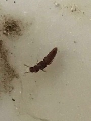 Thoracophorus costalis