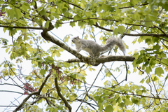 Sciurus niger cinereus