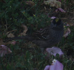 Zonotrichia atricapilla