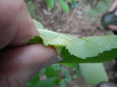 Phylloxera caryaefoliae