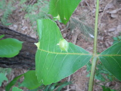 Phylloxera caryaefoliae