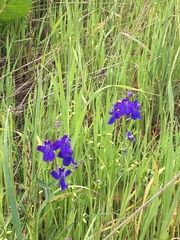Delphinium decorum