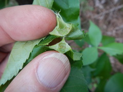 Phylloxera caryaefoliae