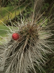 Borzicactus sepium