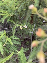 Chamaebatia australis