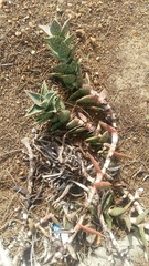 Aloe distans