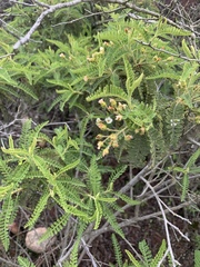Chamaebatia australis