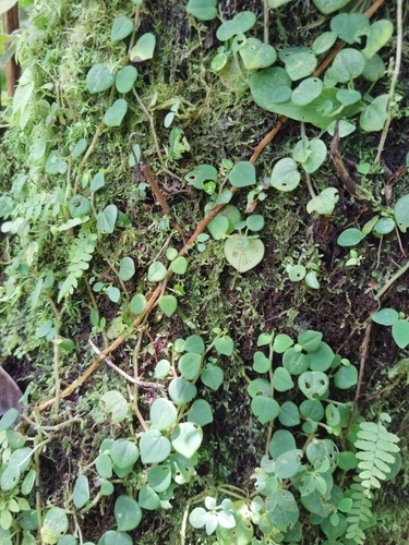 Foto de Oriri