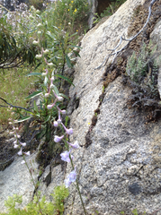 Delphinium hansenii hansenii