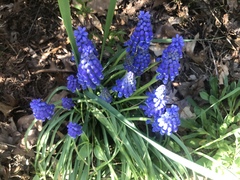 Muscari armeniacum