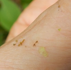 Phylloxera caryaefoliae