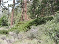 Arctostaphylos parryana