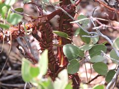 Arctostaphylos parryana
