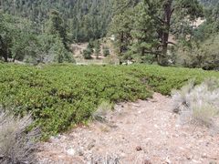 Arctostaphylos parryana