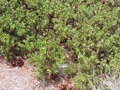 Arctostaphylos parryana
