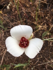 Calochortus simulans