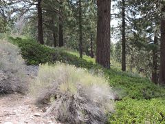 Arctostaphylos parryana