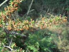 Gymnosporia polyacantha