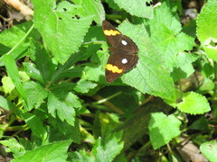 Adelpha leucophthalma