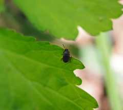 Apocatops nigrita