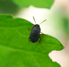 Apocatops nigrita