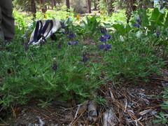 Lupinus fulcratus