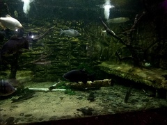 Colossoma macropomum