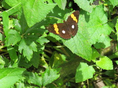Adelpha leucophthalma