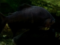 Colossoma macropomum