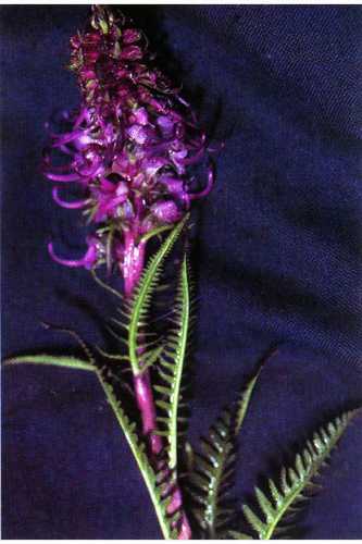 Elephant's-Head lousewort