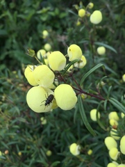 Astylus bourgeoisi