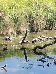 Trachemys scripta elegans