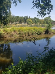 Trachemys scripta elegans