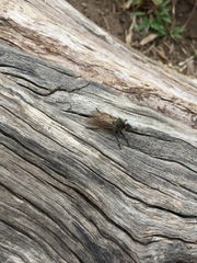 Epipamponeurus americanus