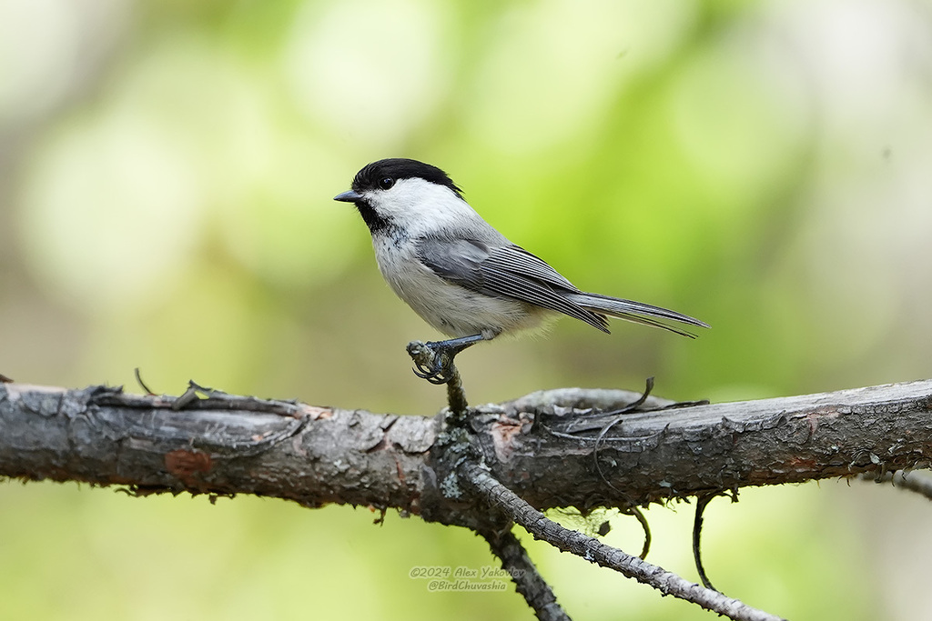 iNaturalist.org. А.Яковлев, Алатырский р-н Чувашия, май 2024
