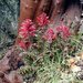 Pedicularis densiflora - Photo (c) 2010 Barry Breckling, μερικά δικαιώματα διατηρούνται (CC BY-NC-SA)