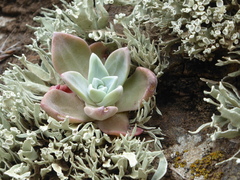 Dudleya greenei