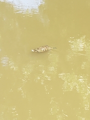 Trachemys scripta elegans