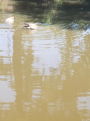 Trachemys scripta elegans