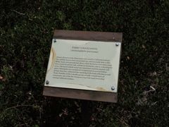 Arctostaphylos parryana