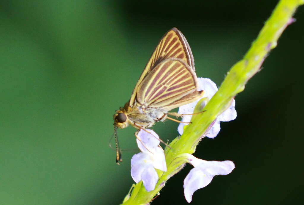Storax Skipper