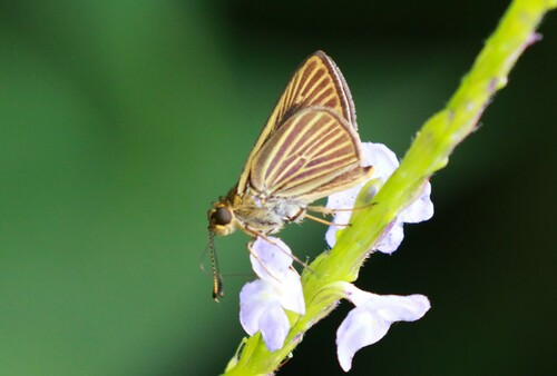 Storax Skipper