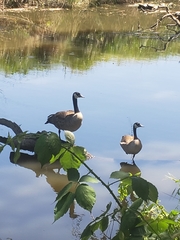 Branta canadensis