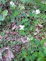 Viola striata