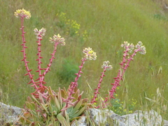 Dudleya greenei