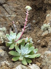 Dudleya greenei