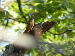 Sittasomus griseicapillus image