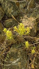 Castilleja thompsonii